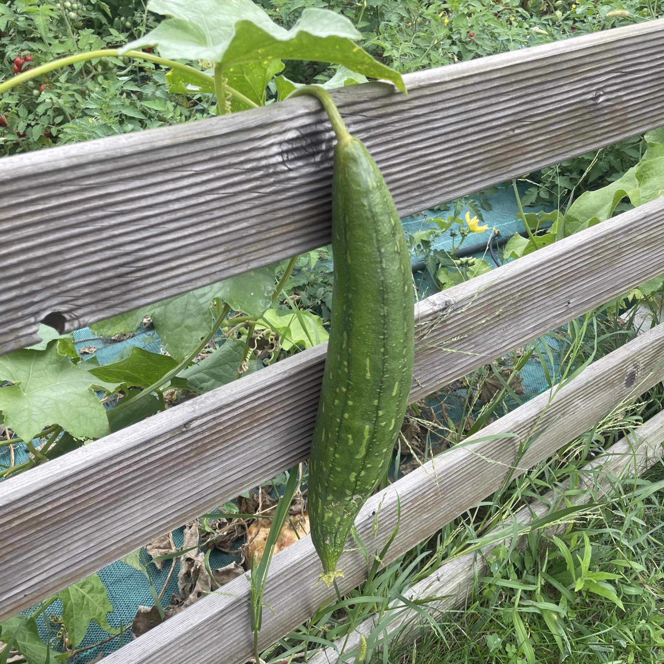 Luffa verte en train de pousser suspendu à une petite barrière en bois